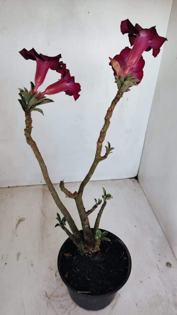 Planta Simples 3137 – 35cm – 03 anos - Imagem 5