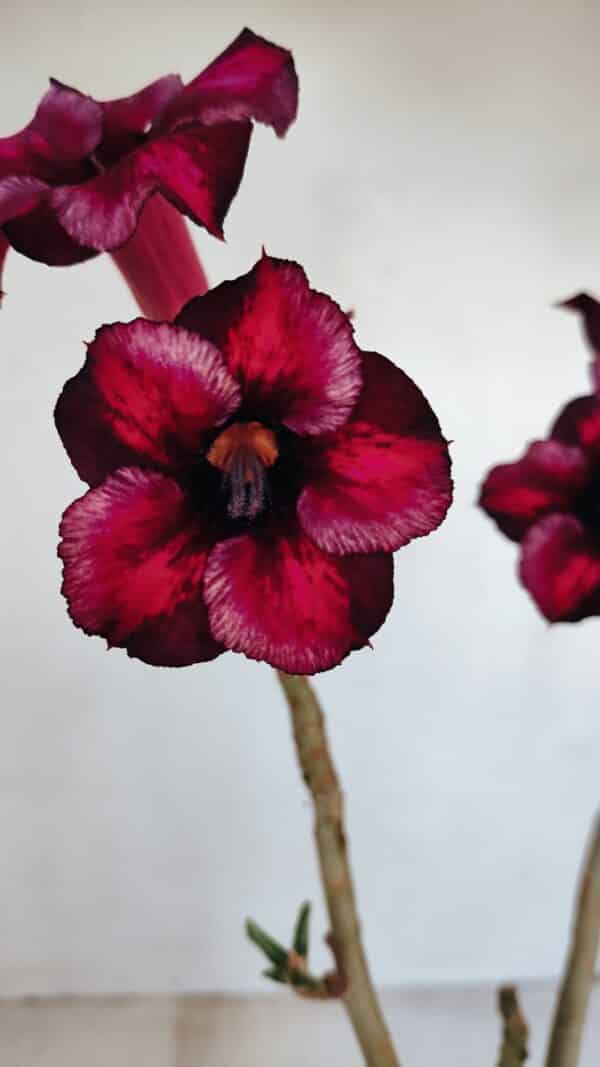 Planta Simples 3137 – 35cm – 03 anos - Imagem 1