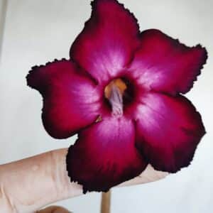 Planta Simples 3138 – 35cm – 03 anos