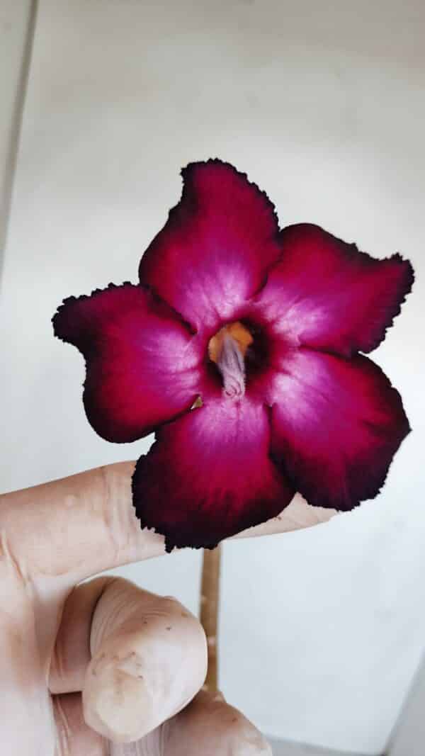 Planta Simples 3138 – 35cm – 03 anos - Imagem 1