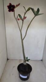 Planta Simples 3139 – 35cm – 03 anos - Imagem 2