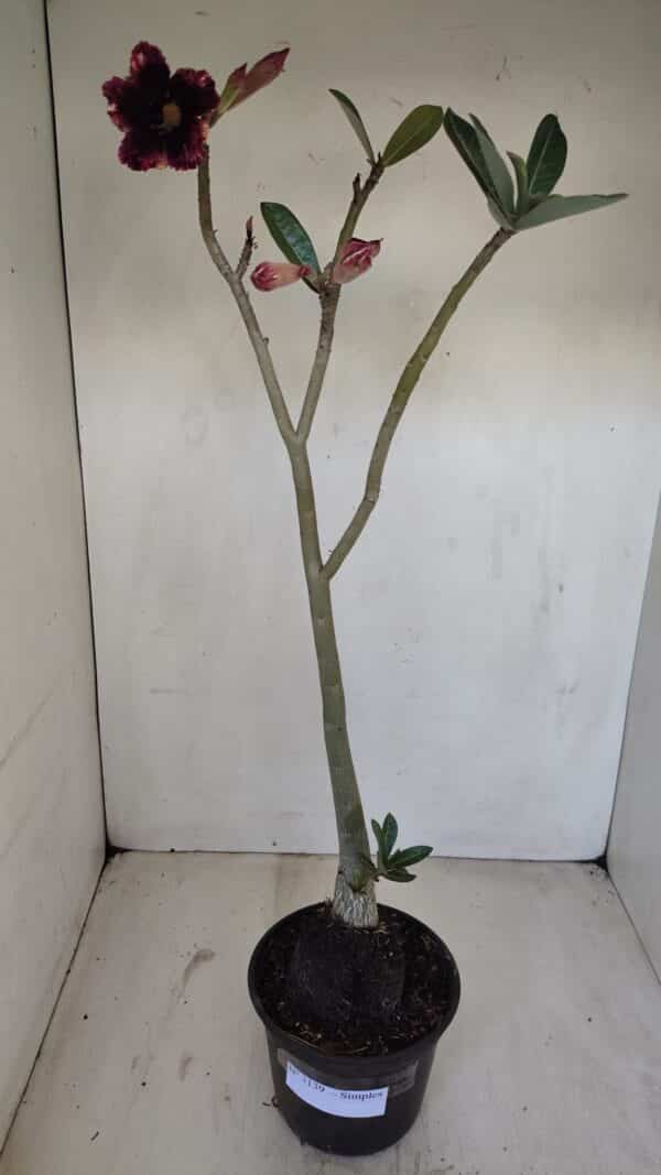 Planta Simples 3139 – 35cm – 03 anos - Imagem 2