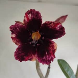 Planta Simples 3139 – 35cm – 03 anos