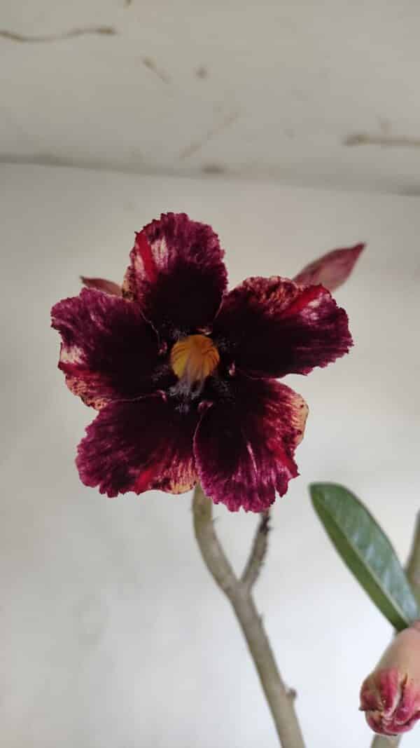 Planta Simples 3139 – 35cm – 03 anos - Imagem 1