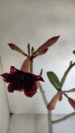 Planta Simples 3139 – 35cm – 03 anos - Imagem 4