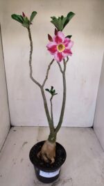 Planta Simples 3140 – 40cm – 03 anos