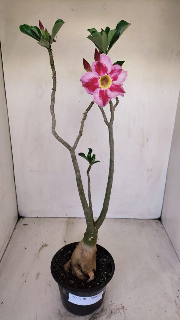 Planta Simples 3140 – 40cm – 03 anos - Imagem 1