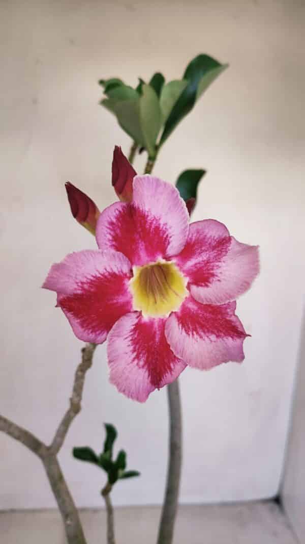 Planta Simples 3140 – 40cm – 03 anos - Imagem 3