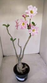 Planta Simples 3141 – 40cm – 03 anos - Imagem 2