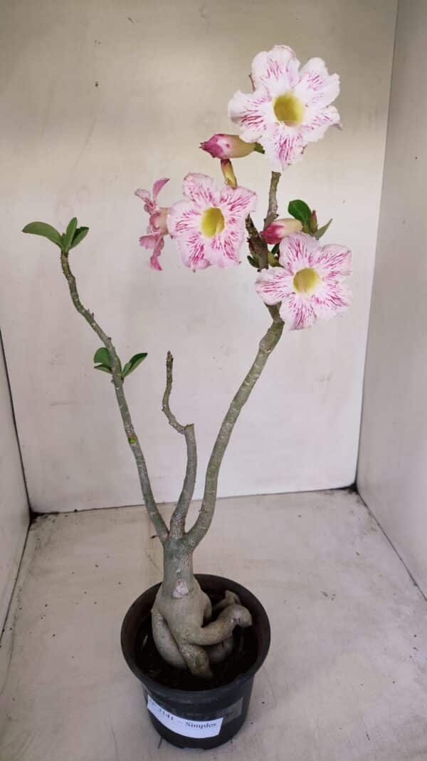 Planta Simples 3141 – 40cm – 03 anos - Imagem 2