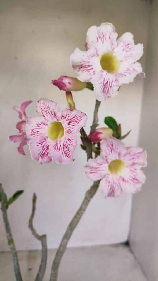 Planta Simples 3141 – 40cm – 03 anos - Imagem 5