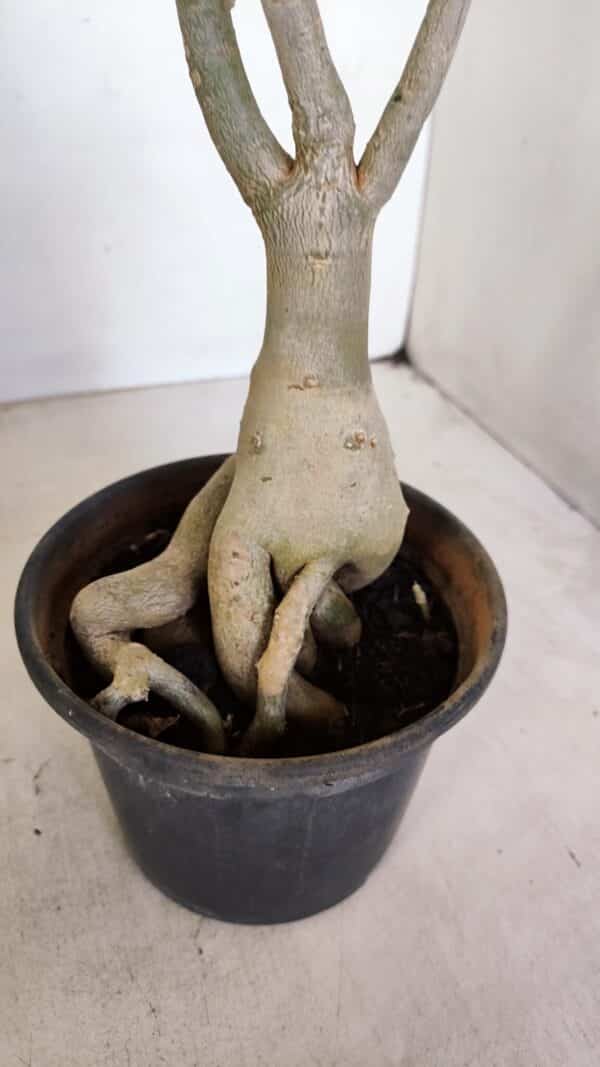 Planta Simples 3141 – 40cm – 03 anos - Imagem 8