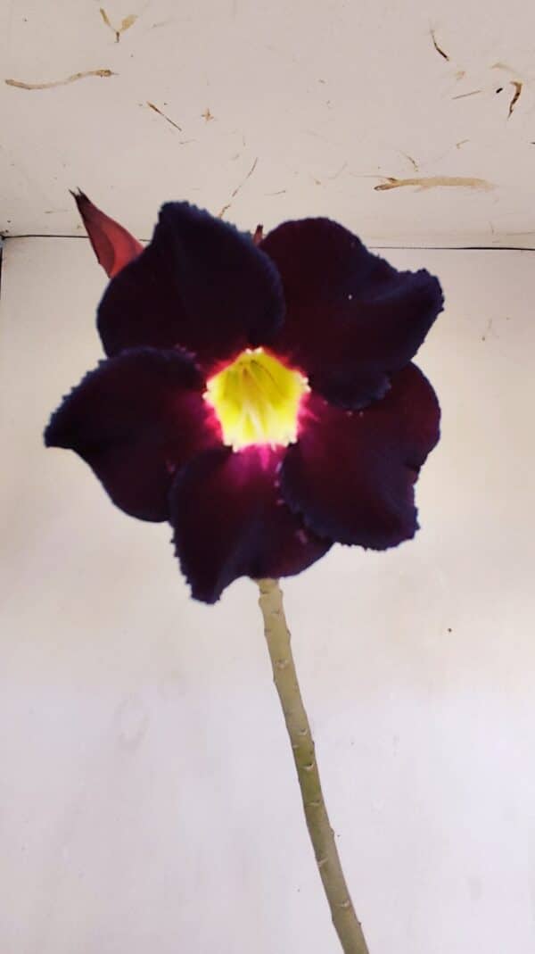 Planta Simples 3142 – 35cm – 03 anos - Imagem 1