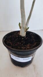 Planta Simples 3143 – 35cm – 03 anos - Imagem 6