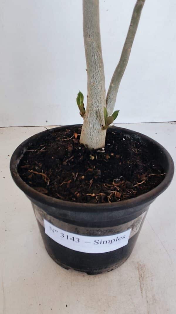 Planta Simples 3143 – 35cm – 03 anos - Imagem 6