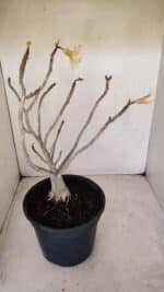 Planta Simples 3144 – 40cm – 03 anos - Imagem 5