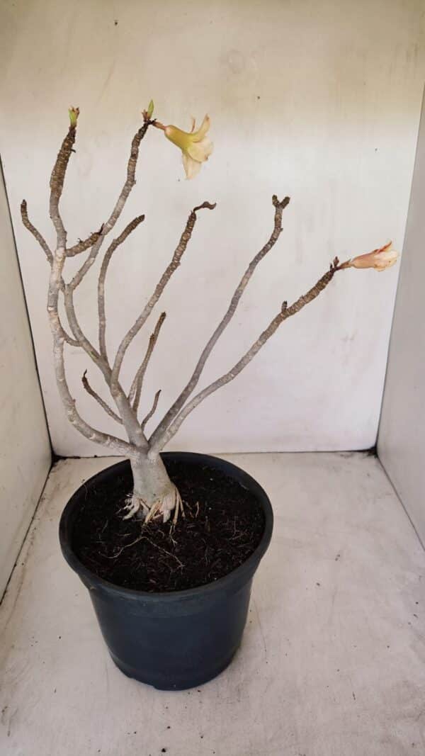 Planta Simples 3144 – 40cm – 03 anos - Imagem 5
