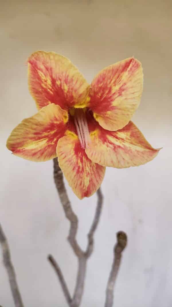 Planta Simples 3144 – 40cm – 03 anos - Imagem 1