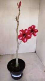 Planta Simples 3145 – 35cm – 03 anos - Imagem 2