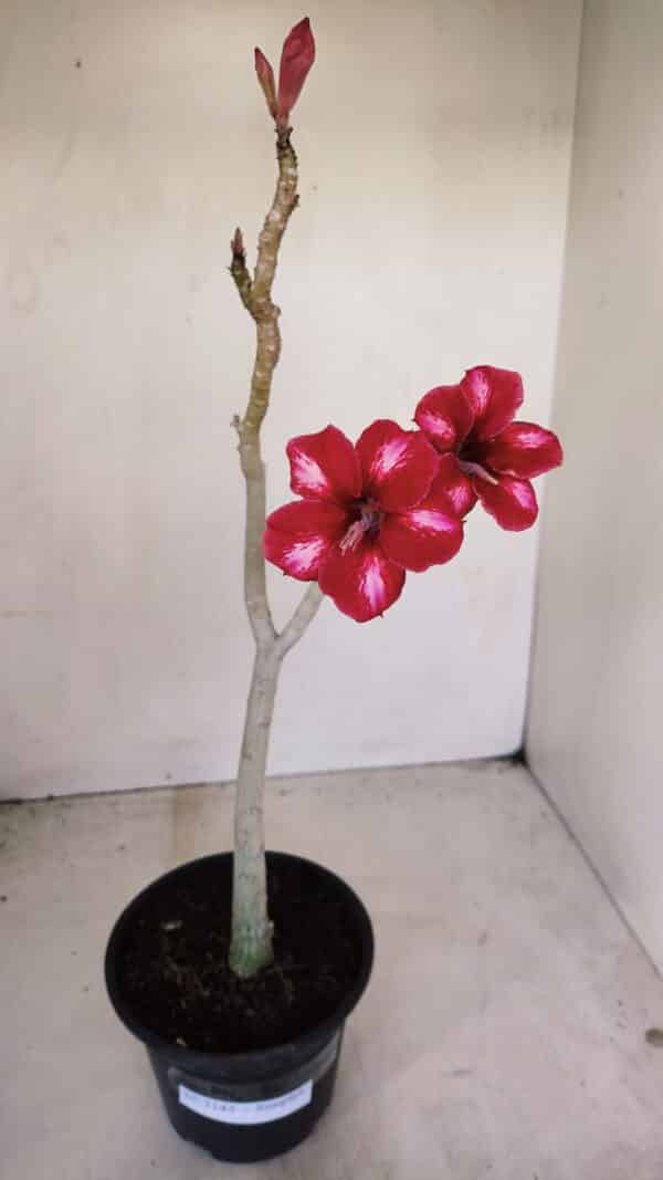 Planta Simples 3145 – 35cm – 03 anos - Imagem 2