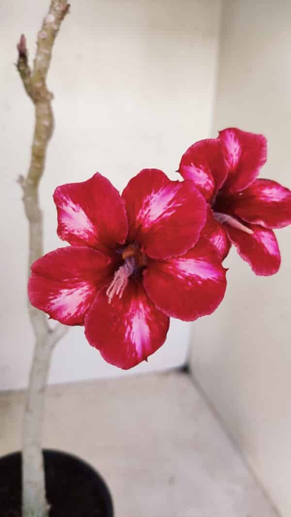 Planta Simples 3145 – 35cm – 03 anos - Imagem 1
