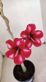 Planta Simples 3145 – 35cm – 03 anos - Imagem 4