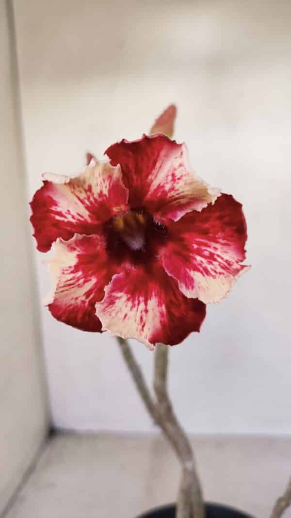 Planta Simples 3146 – 30cm – 03 anos - Imagem 1