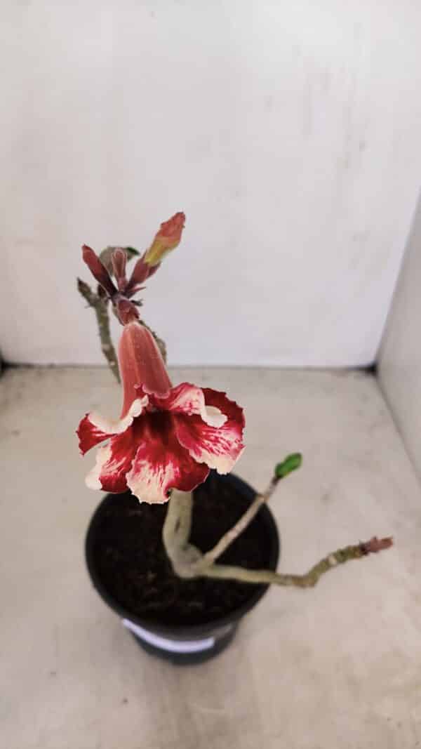 Planta Simples 3146 – 30cm – 03 anos - Imagem 5