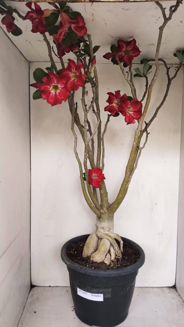 Planta Simples 3147 – 65cm – 05 anos - Imagem 1
