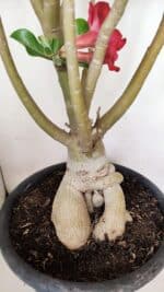 Planta Simples 3147 – 65cm – 05 anos - Imagem 5
