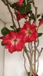 Planta Simples 3147 – 65cm – 05 anos - Imagem 3
