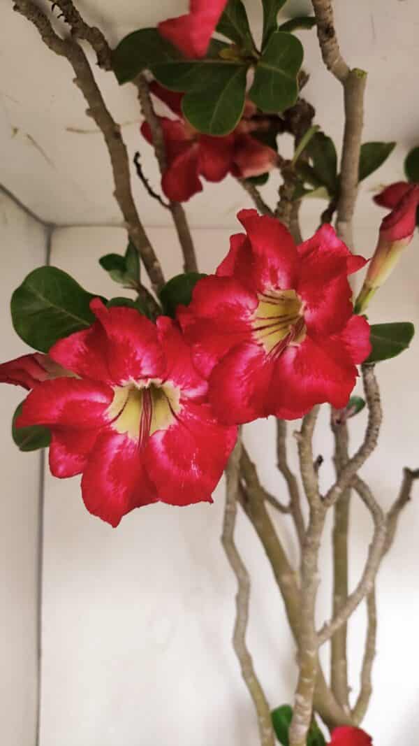 Planta Simples 3147 – 65cm – 05 anos - Imagem 3