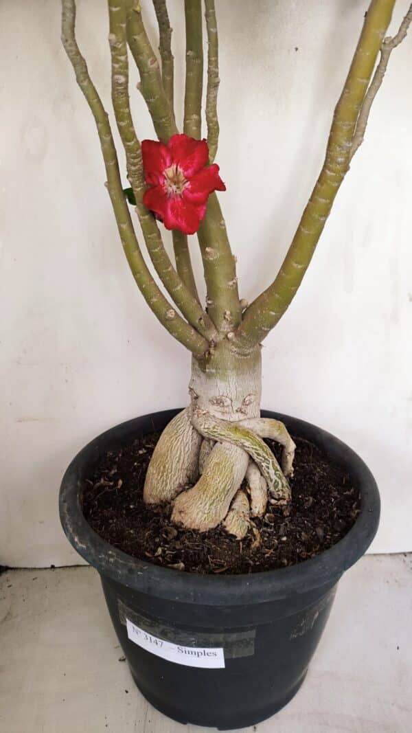 Planta Simples 3147 – 65cm – 05 anos - Imagem 6