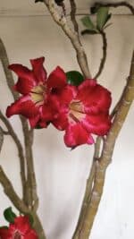 Planta Simples 3147 – 65cm – 05 anos - Imagem 4
