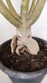 Planta Simples 3147 – 65cm – 05 anos - Imagem 7