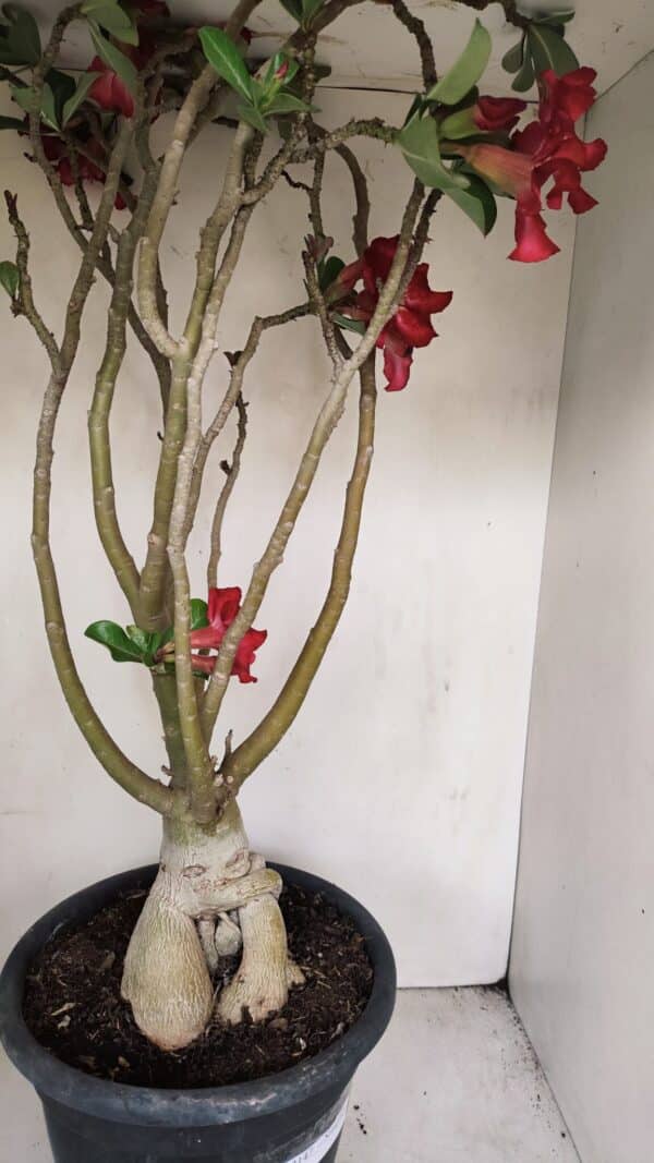 Planta Simples 3147 – 65cm – 05 anos - Imagem 9
