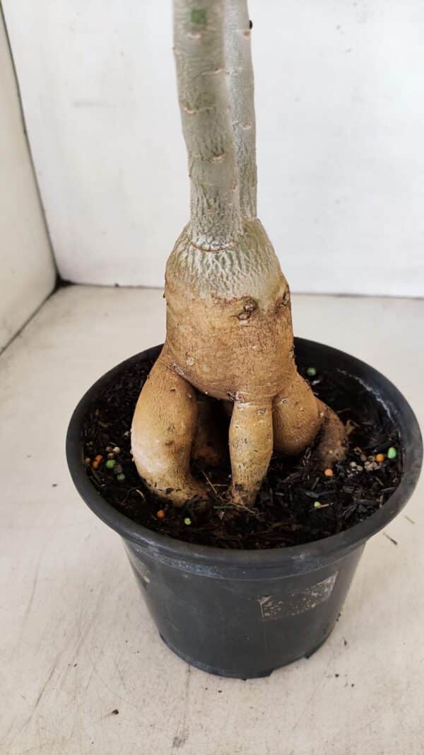 Planta Simples 3148 – 40cm – 03 anos - Imagem 7