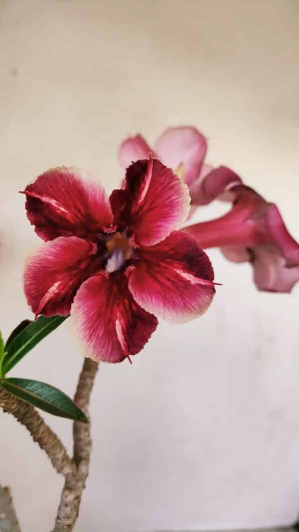 Planta Simples 3148 – 40cm – 03 anos - Imagem 1