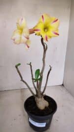 Planta Simples 3149 – 30cm – 03 anos - Imagem 2