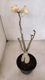 Planta Simples 3149 – 30cm – 03 anos - Imagem 6
