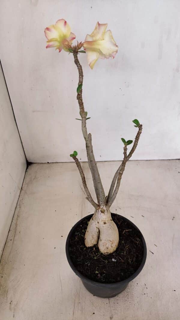 Planta Simples 3149 – 30cm – 03 anos - Imagem 6