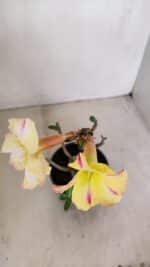 Planta Simples 3149 – 30cm – 03 anos - Imagem 4