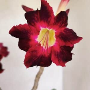 Planta Simples 3150 – 35cm – 03 anos