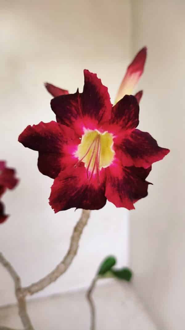 Planta Simples 3150 – 35cm – 03 anos - Imagem 1