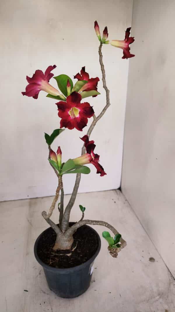 Planta Simples 3150 – 35cm – 03 anos - Imagem 6