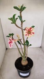 Planta Simples 3152 – 35cm – 03 anos - Imagem 2