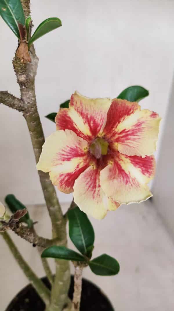 Planta Simples 3152 – 35cm – 03 anos - Imagem 1