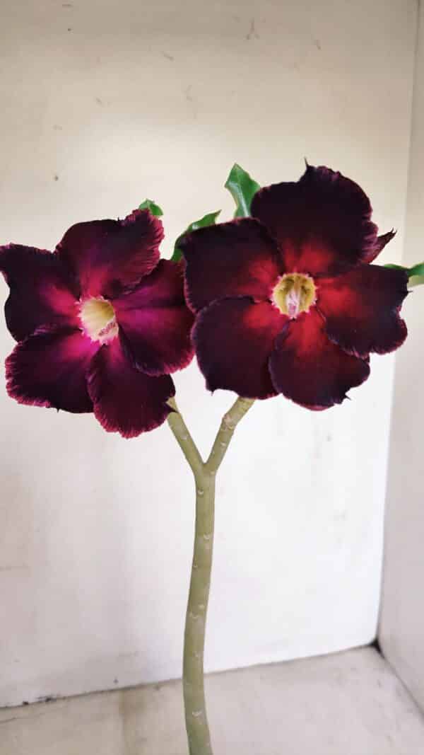 Planta Simples 3153 – 35cm – 03 anos - Imagem 1