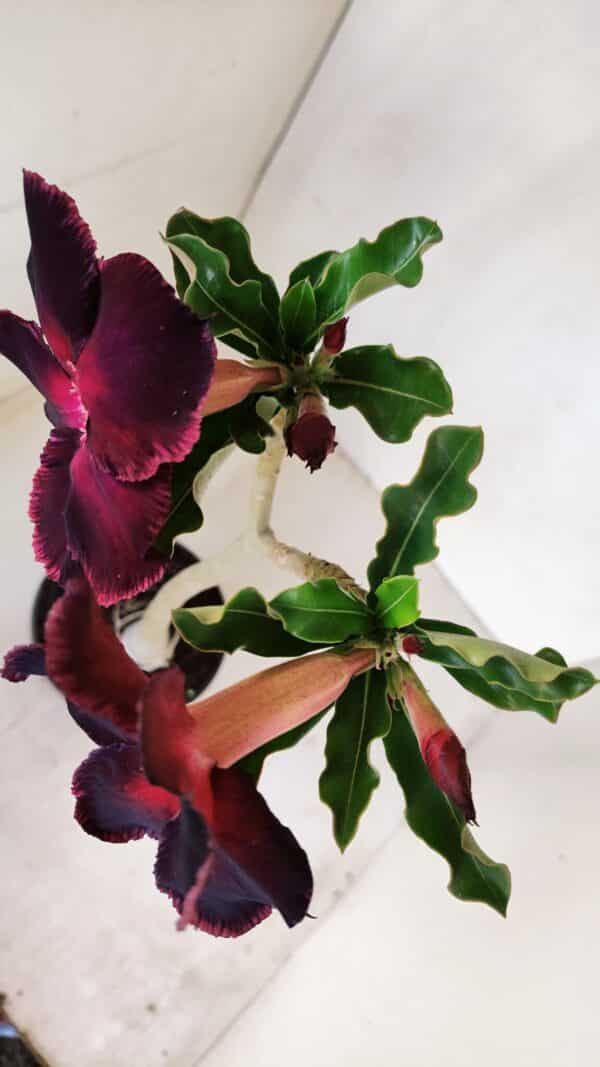 Planta Simples 3153 – 35cm – 03 anos - Imagem 5