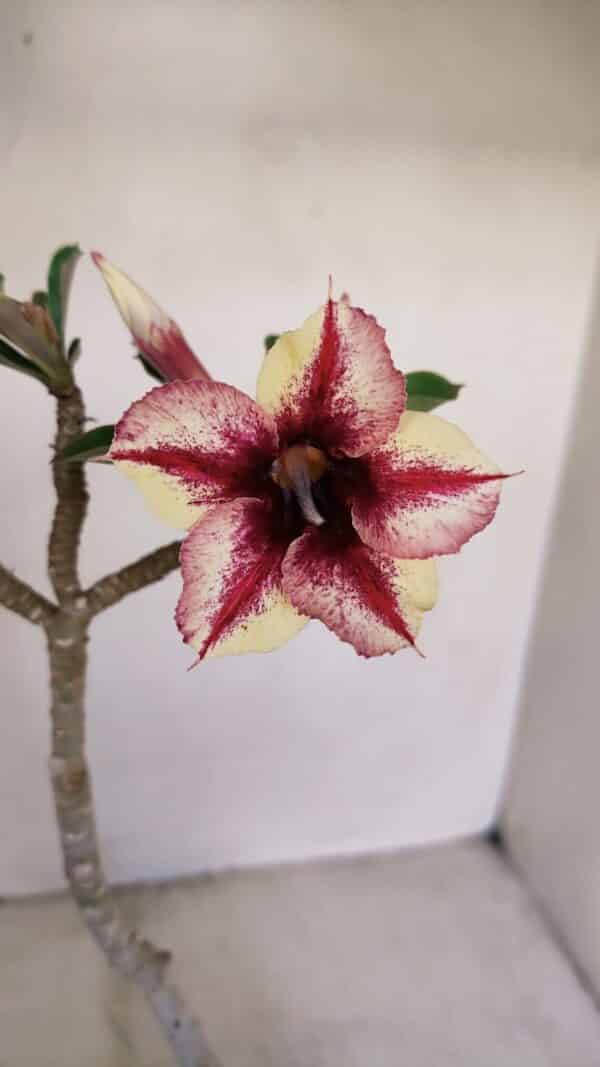 Planta Simples 3154 – 30cm – 02 anos - Imagem 1